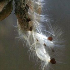 Схема вышивки «Odkvetá»