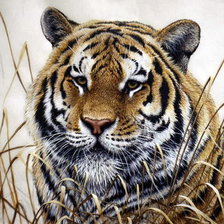 Схема вышивки «Тигр»