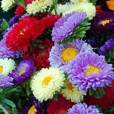 Схема вышивки «Астры»