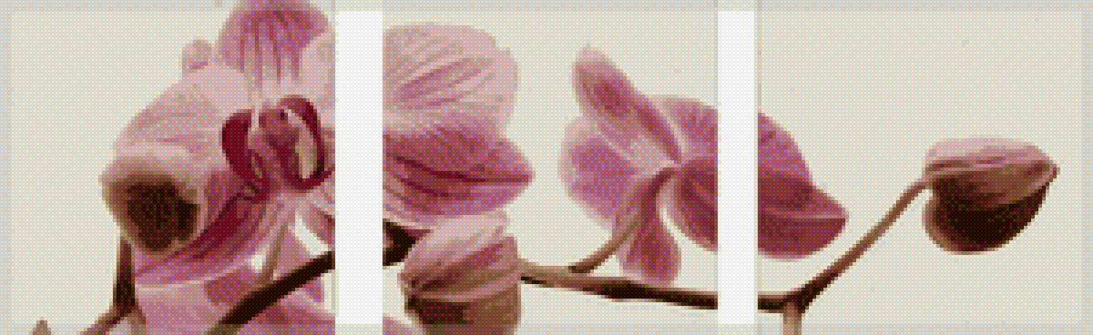 орхидея - цветок, ветка - предпросмотр