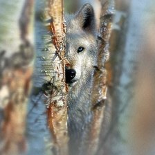 Схема вышивки «Волк»