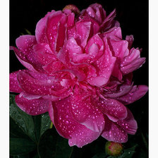 Схема вышивки «роза»