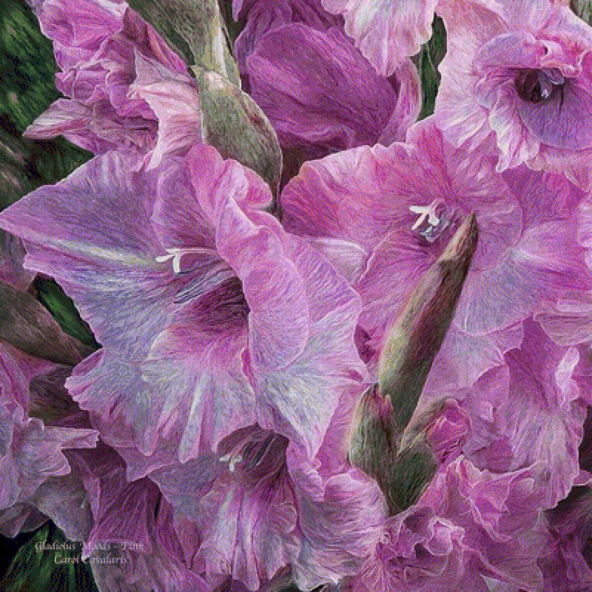 ГЛАДИОЛУСЫ - carol cavalaris, осение цветы - предпросмотр