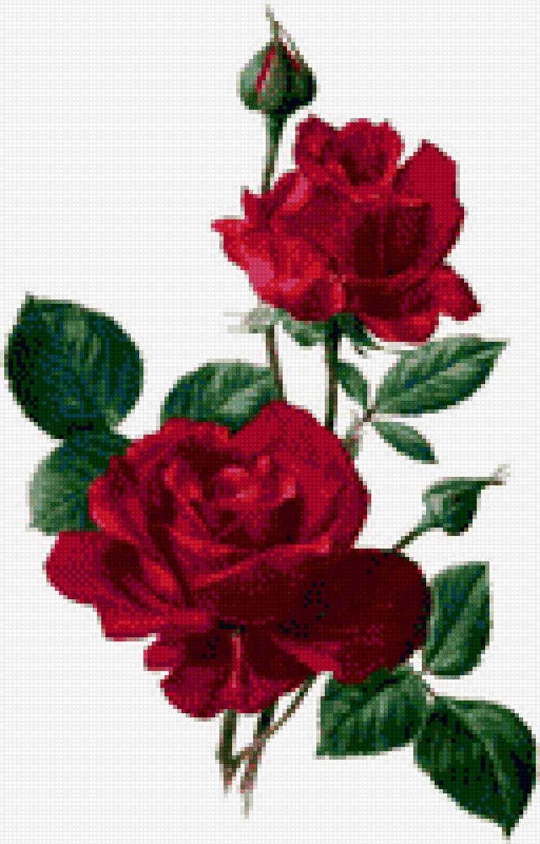 розы - предпросмотр