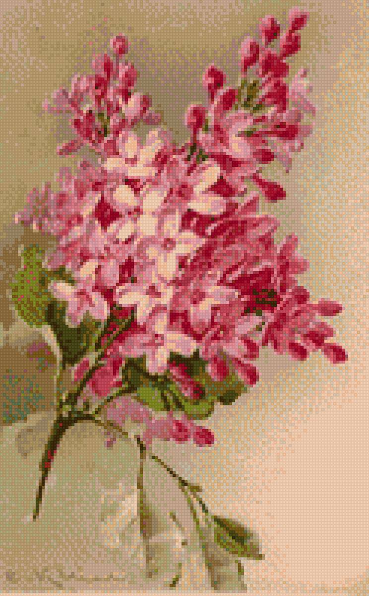 сирень - предпросмотр