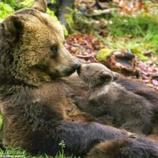 Схема вышивки «Rosa mari ap»