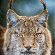 Схема вышивки «Rosa mari ap»