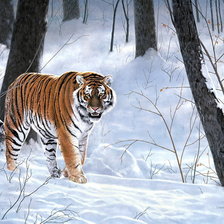 Схема вышивки «Тигр»