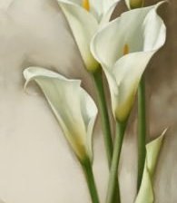 Схема вышивки «KАЛЛЫ»