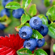 Схема вышивки «черника»