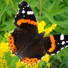 Схема вышивки «бабочка5»