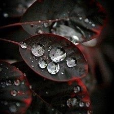 Схема вышивки «Черные листья»