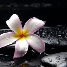 Схема вышивки «Плюмерия»