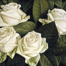 Схема вышивки «№1579793»