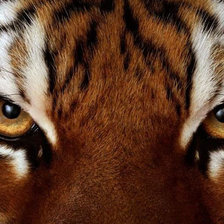 Схема вышивки «взгляд.подушка»