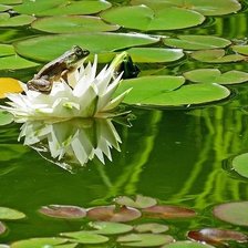 Схема вышивки «WATERLILLY»