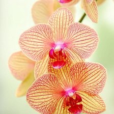 Схема вышивки «ОРХИДЕЯ»