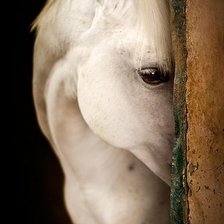 Схема вышивки «стеснительная лошадка»