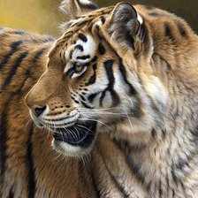 Схема вышивки «Тигр»