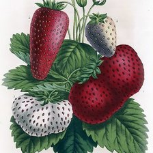 Схема вышивки «№1581910»