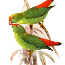 Попугайчики