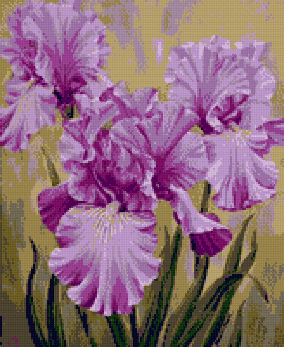 Сиреневые Ирисы - ирисы, сиреневые ирисы - предпросмотр