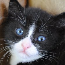 Схема вышивки «Котенок»