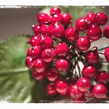 Схема вышивки «Рябина»