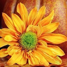 Схема вышивки «№1583335»