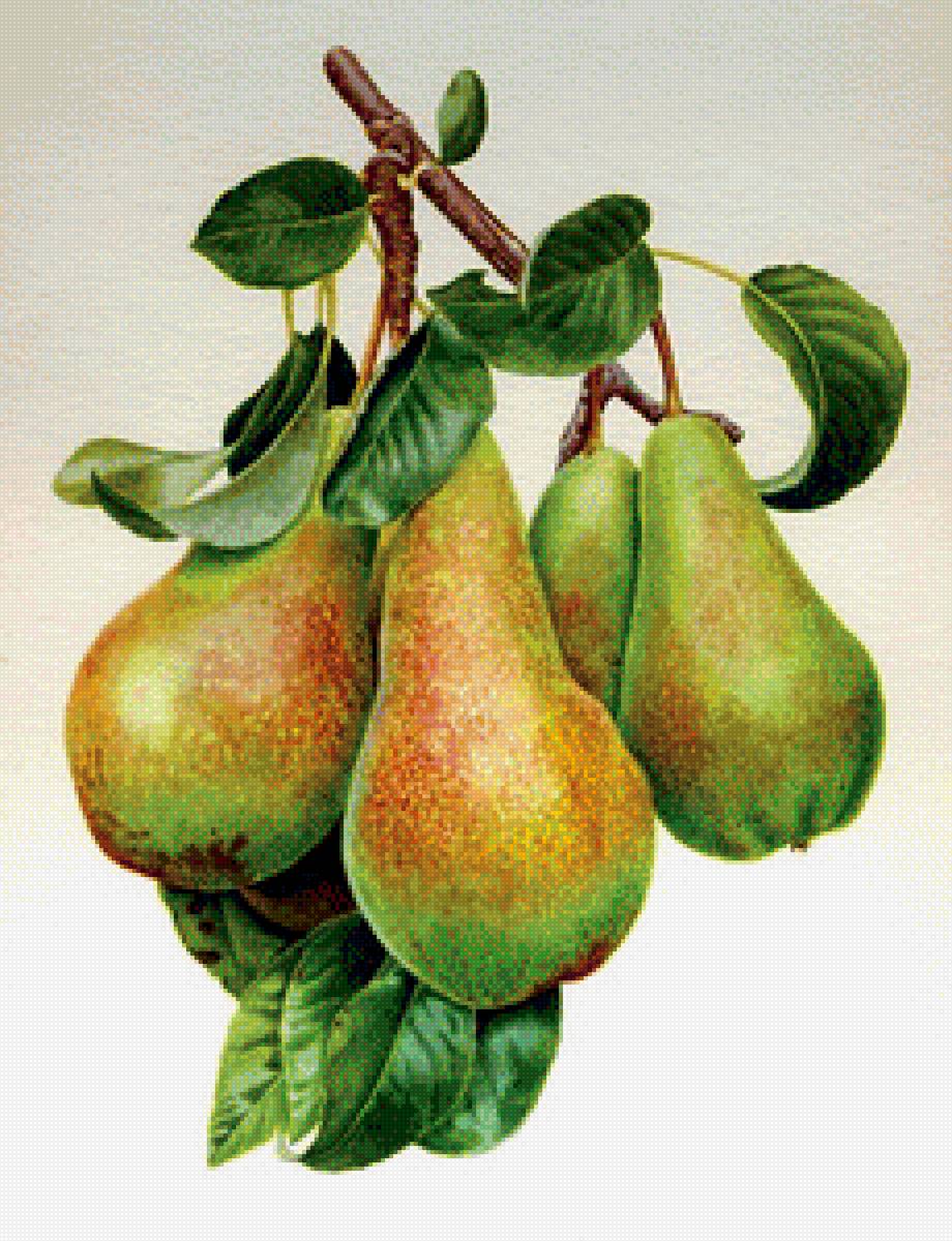 Груши - вышивка крестом - предпросмотр