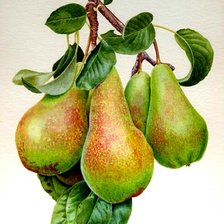 Схема вышивки «Груши»