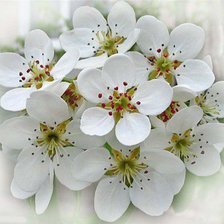 Схема вышивки «ВЕСЕННИЕ ЦВЕТЫ.»