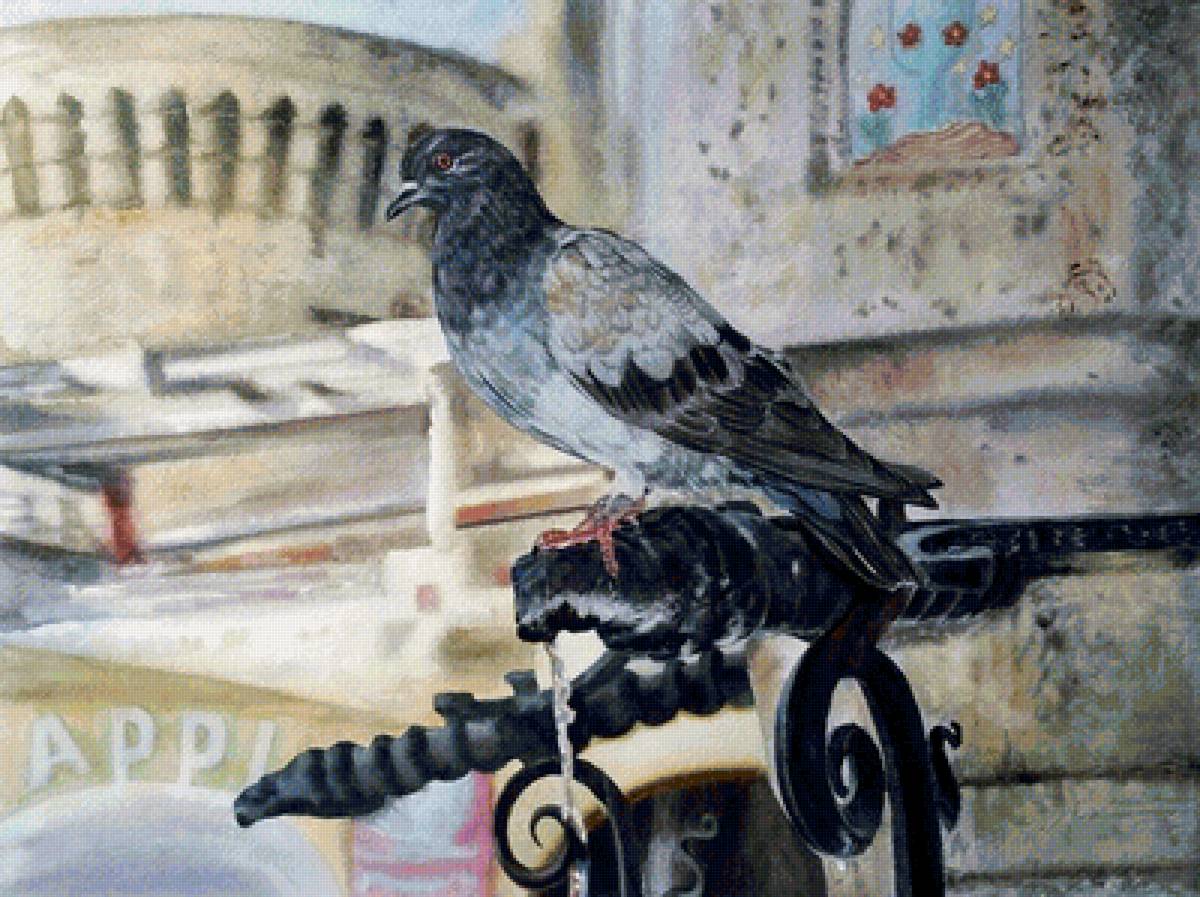 Голубь - животные - предпросмотр