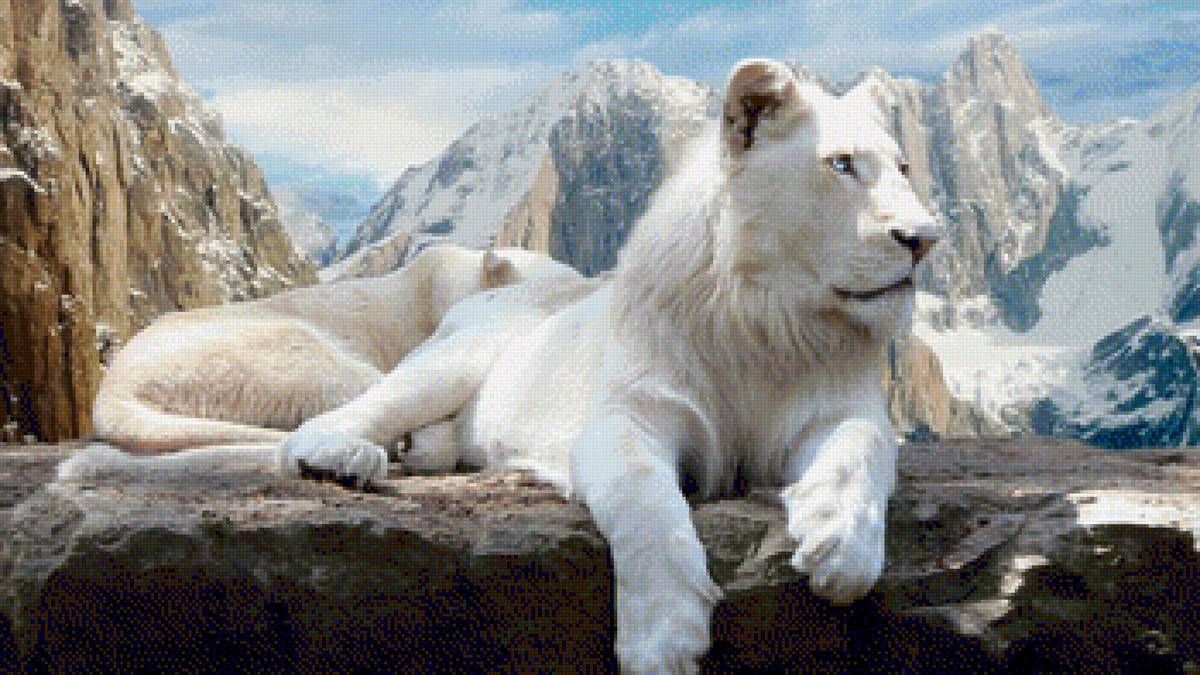 białe lwy - предпросмотр