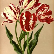 Схема вышивки «Тюльпаны»