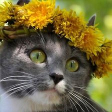 Схема вышивки «Кот»