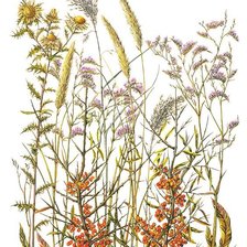 Схема вышивки «Полевые цветы»