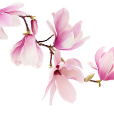 Схема вышивки «магнолия»