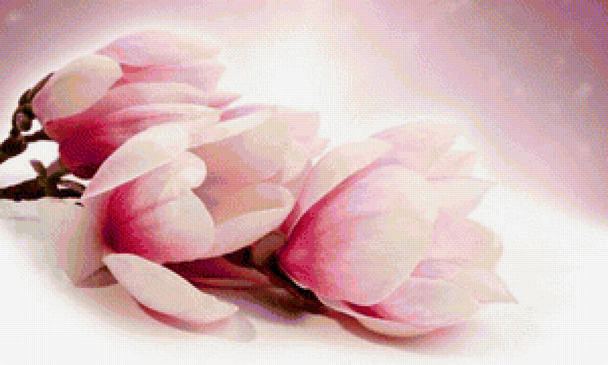 магнолия - цветок, магнолия, ветка - предпросмотр