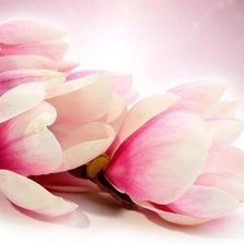 Схема вышивки «магнолия»