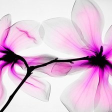 Схема вышивки «цветок»