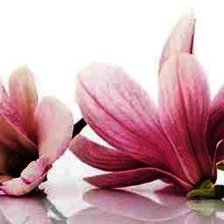 Схема вышивки «магнолия»