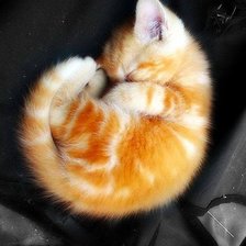 Схема вышивки «Рыжий котенок»