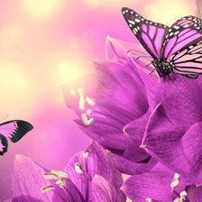 Схема вышивки «Бабочки»