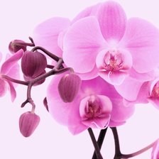 Схема вышивки «орхидея»