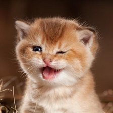 Схема вышивки «котенок»