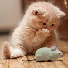 Схема вышивки «КОШКА»