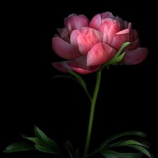 Схема вышивки «Пион»