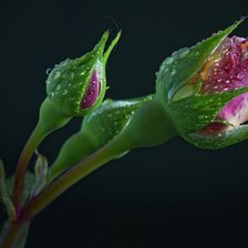 Схема вышивки «Цветы»