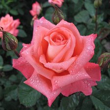 Схема вышивки «Розовая роза»